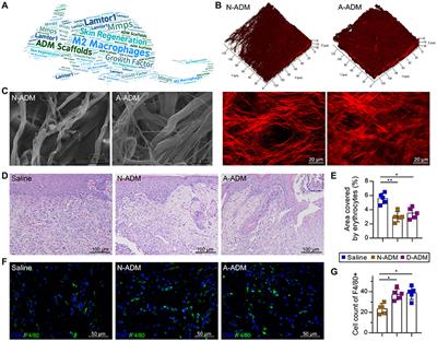 ADM Scaffolds Generate a Pro-regenerative Microenvironment During Full-Thickness Cutaneous Wound Healing Through M2 Macrophage Polarization via Lamtor1